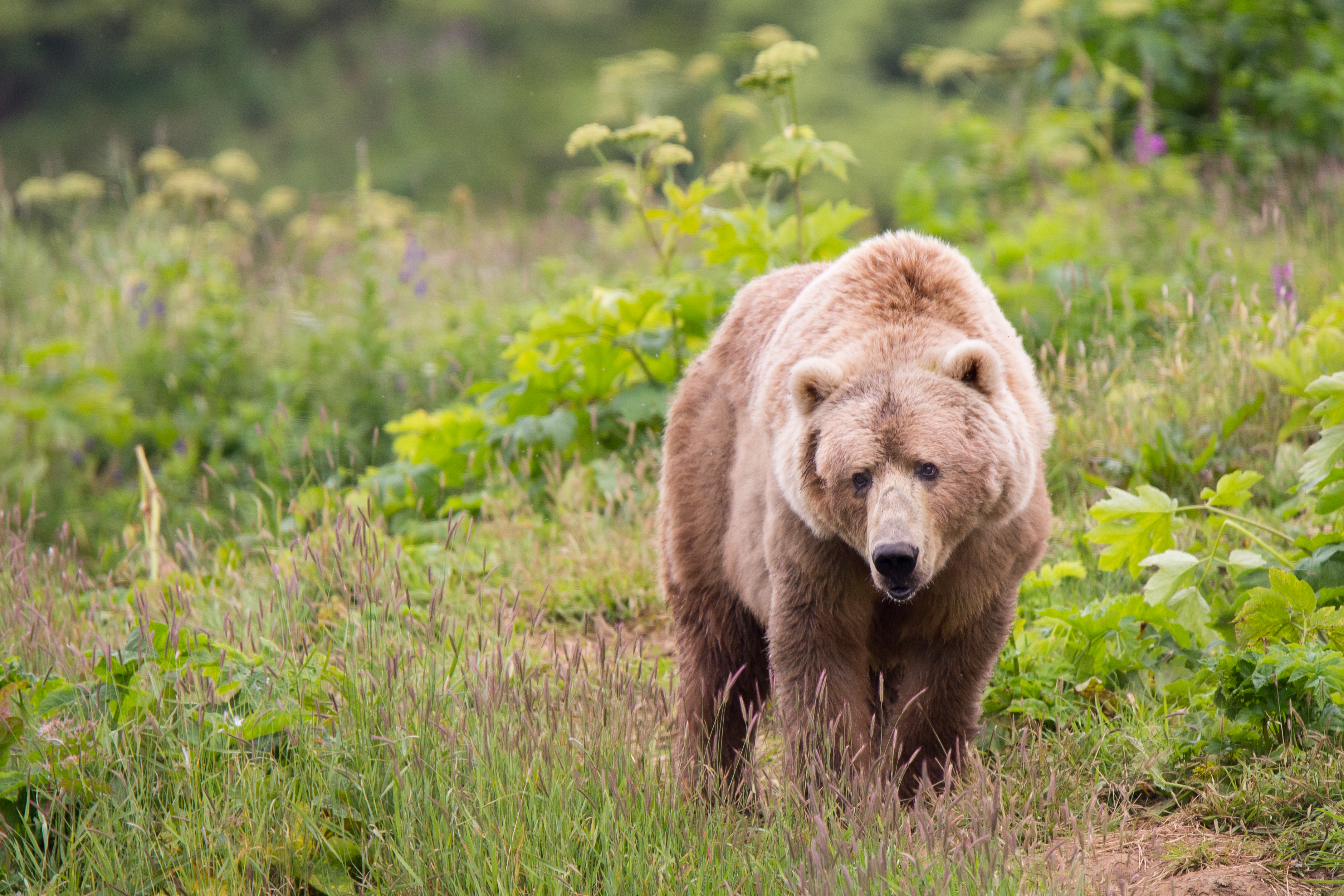 WILDLIFE