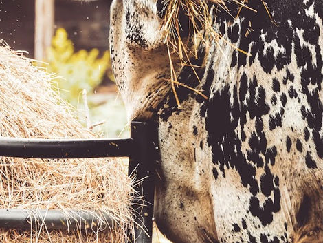 What Animals Teach Us About Community