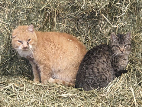 From Rescue to Sanctuary: A New Chapter of Hope