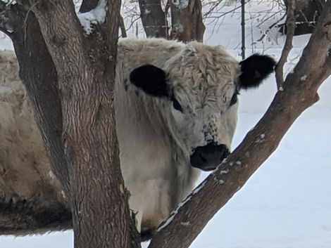 Profile: Mr. Moo Puppy