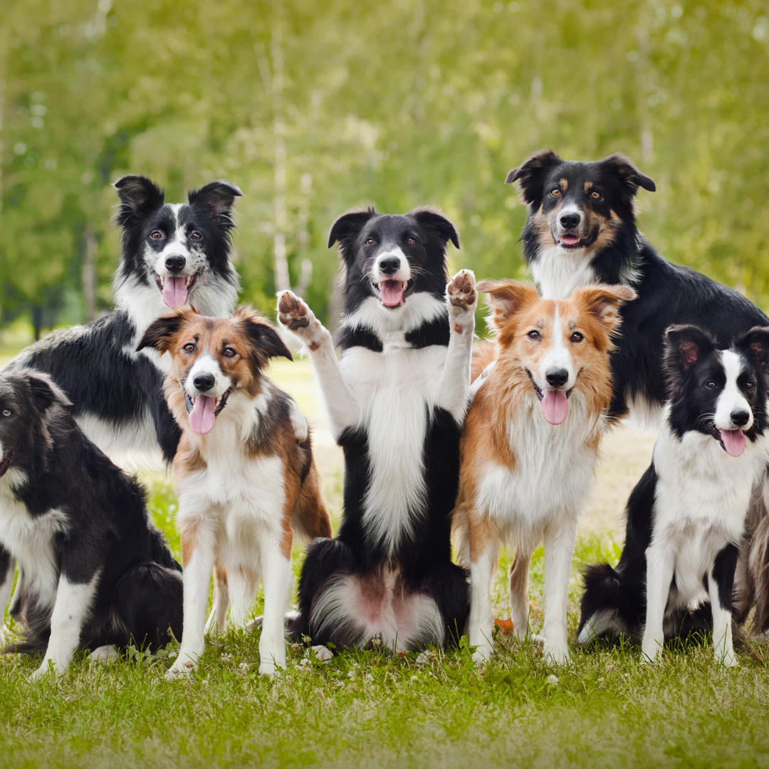 Group of Border Collies outdoors, highlighting pet-friendly services.