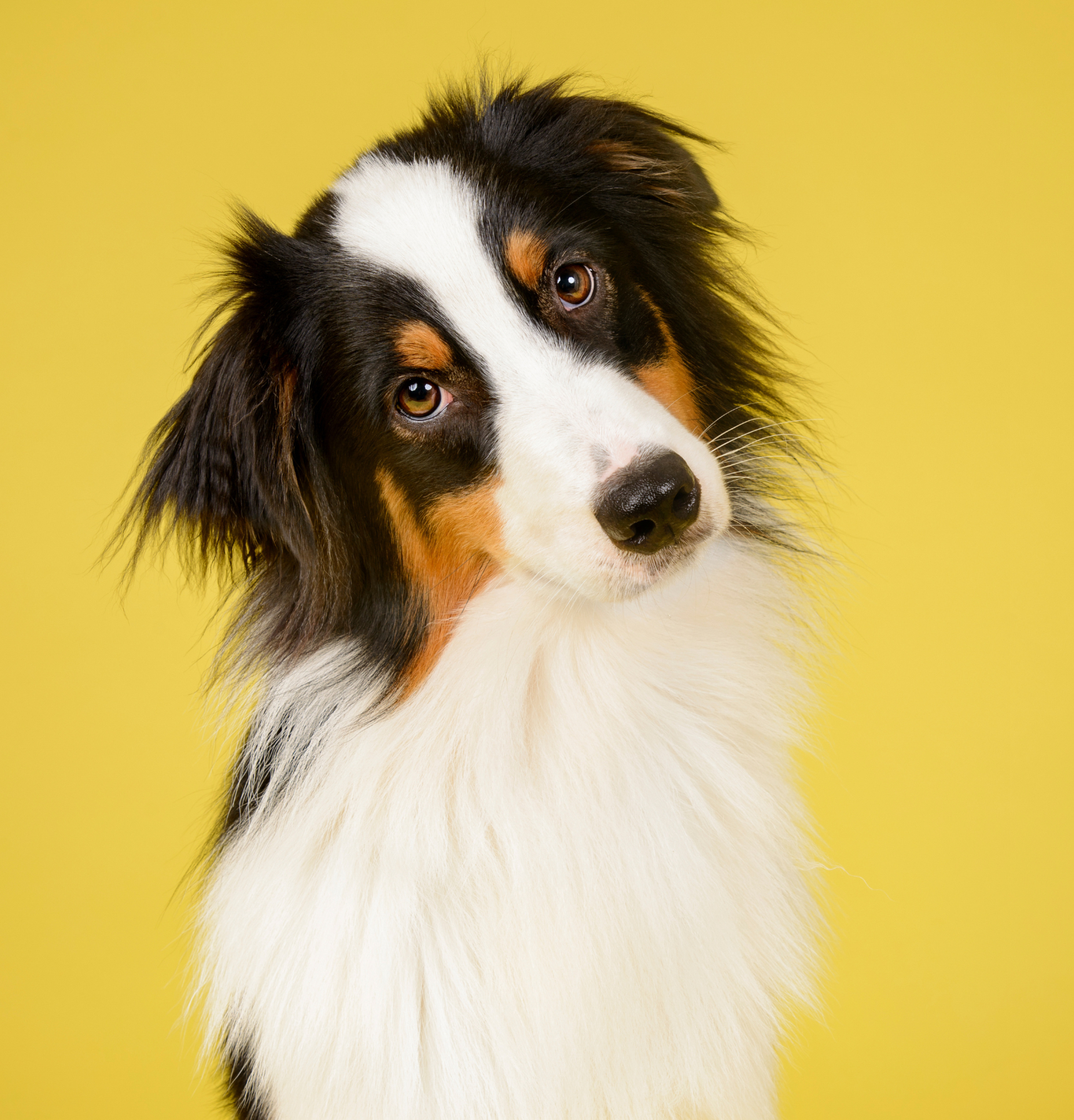 Black and white dog with a curious expression