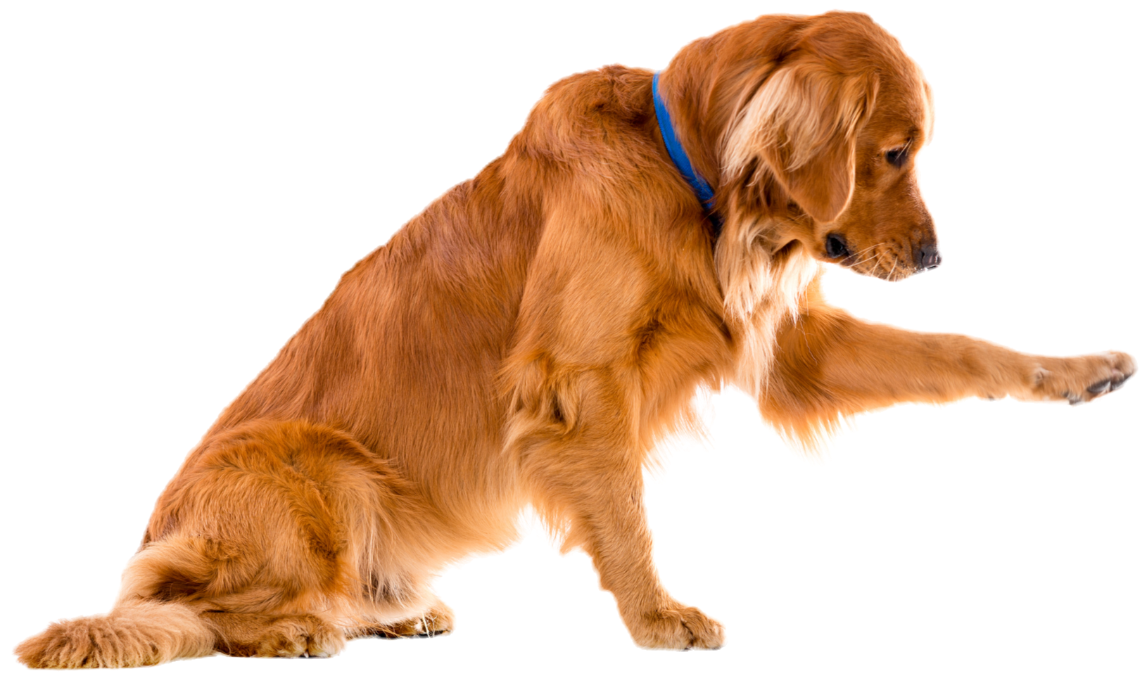 Golden retriever extending its paw.