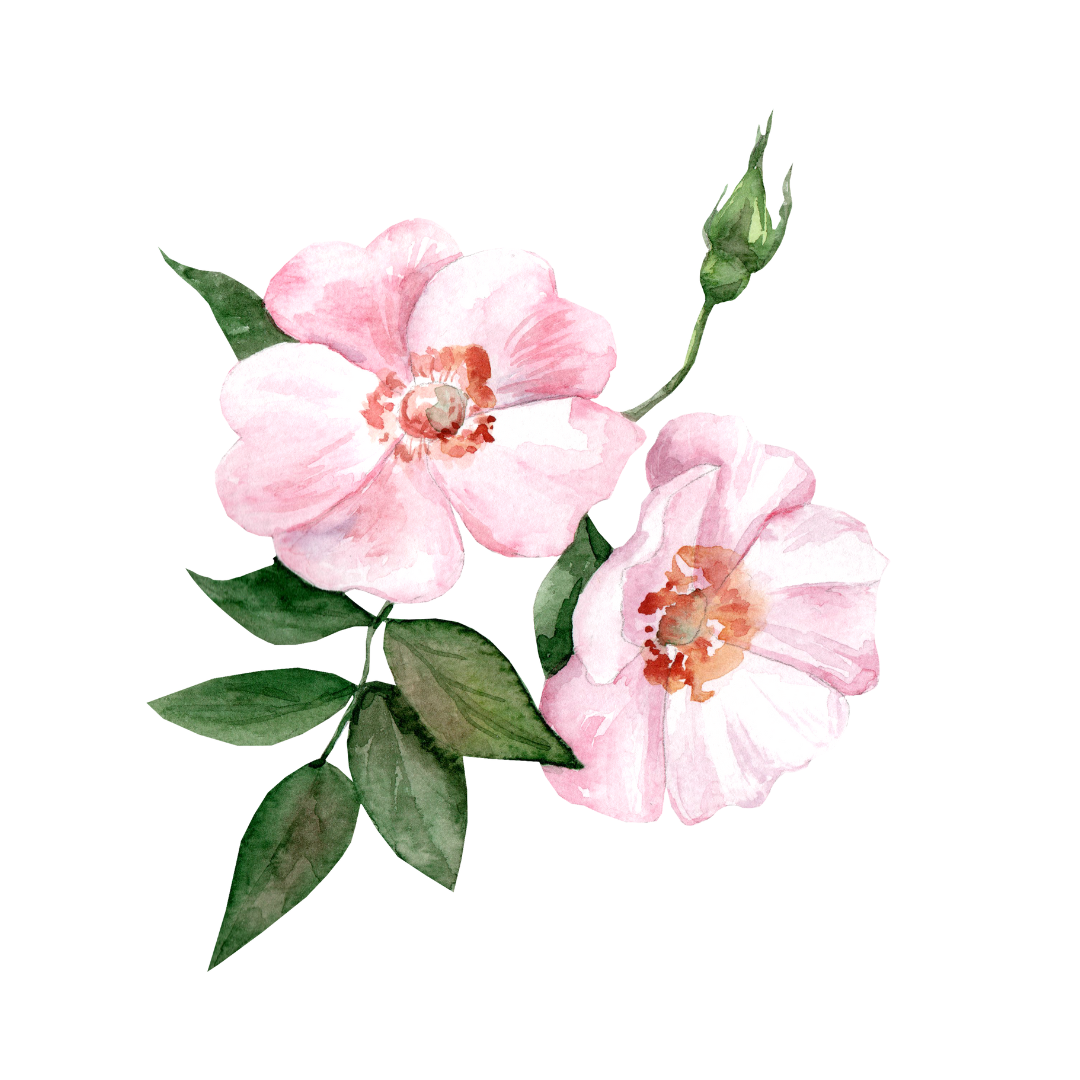Rosa Damascena (Rose) Hydrosol