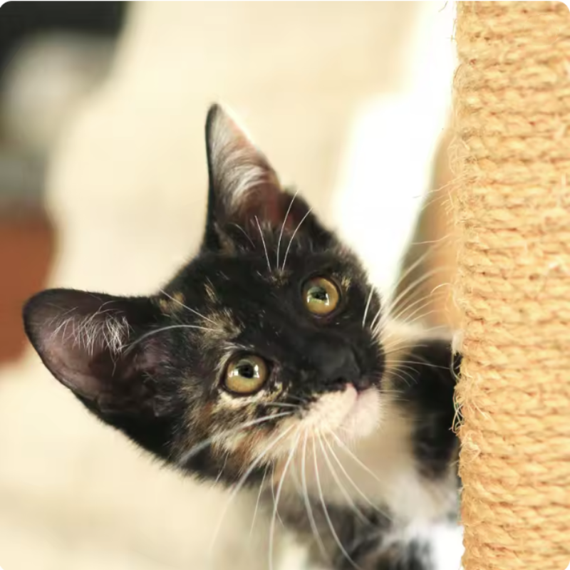 Miniatura: Corda de Sisal para Arranhador de Gatos - Reposição