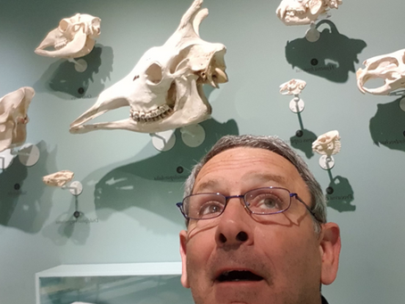 יהושע מרגולין והאוספים האבודים