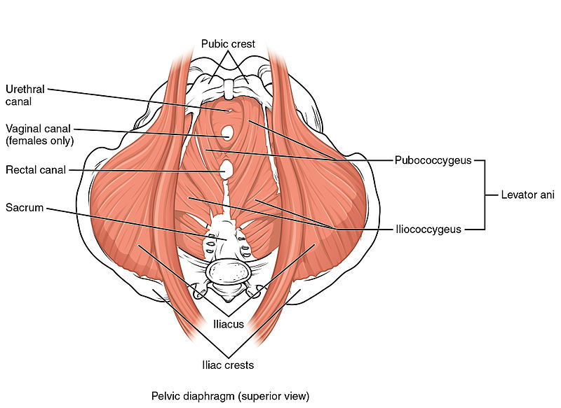 Pelvic Floor & Breath-work : Your BEST FRIENDS during and after Pregnancy