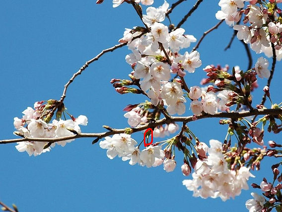 アーモンドの花