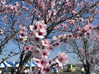 アーモンドまつり2026《本祭》開催レポート