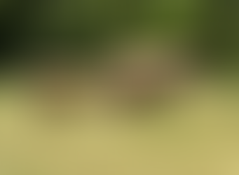 Le Parc animalier Planète Sauvage annonce une arrivée de poids !