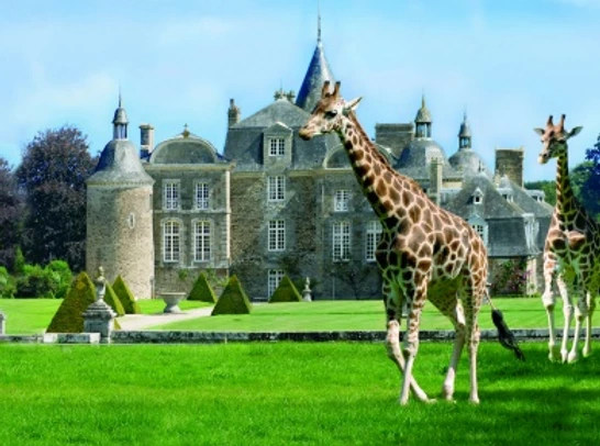 Des girafes marchent devant le château.