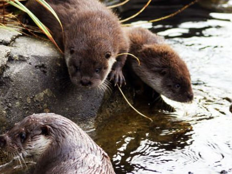 Océanopolis - Les actualités de février