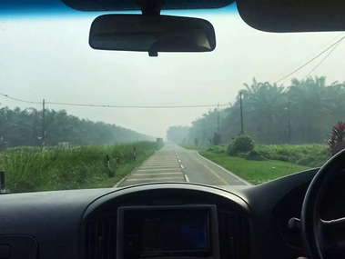 我在马来西亚棕榈园做“卧底”