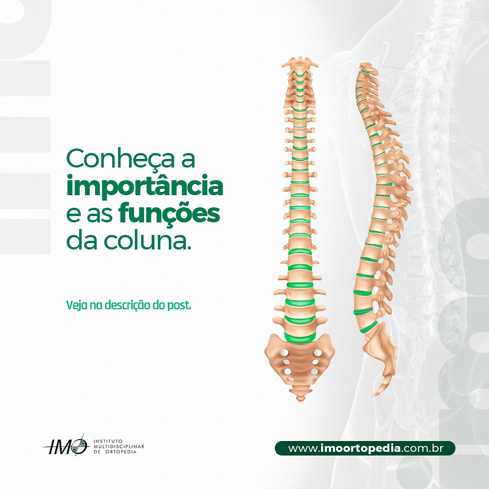 Conheça a importância e as funções da coluna