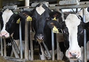 Holstein cows