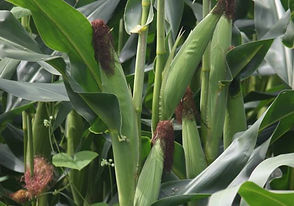 Cow corn