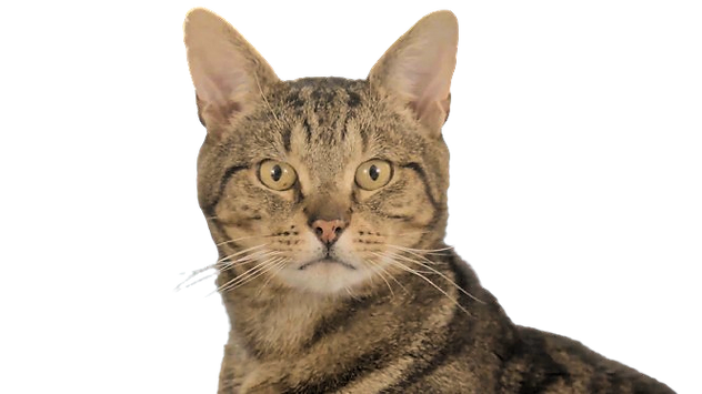 247Cat__1_-removebg-preview_edited.png
