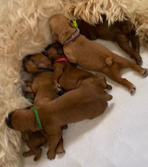 newborn wheatens