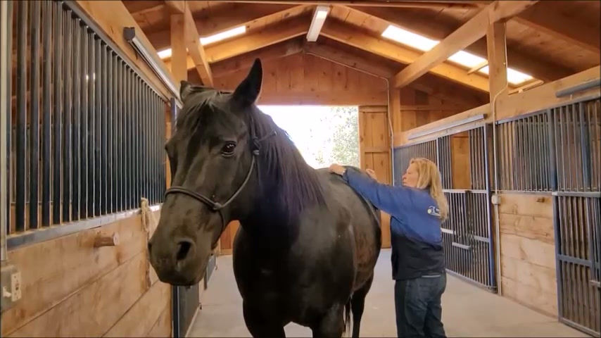 Hind End Work