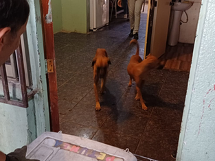 Operativo de Rescate de Perros por la PDI en Antofagasta