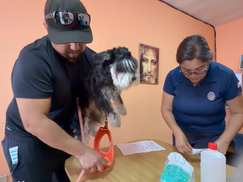 Chipeo Gratuito de Mascotas en Antofagasta Cómo Participar y Beneficios