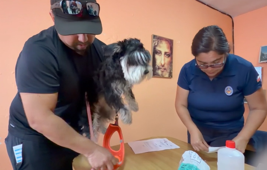 Chipeo Gratuito de Mascotas en Antofagasta Cómo Participar y Beneficios