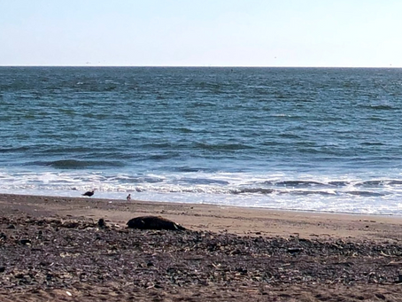 Alerta aviar: Autoridades toman medidas en playas de Antofagasta 🐦😷