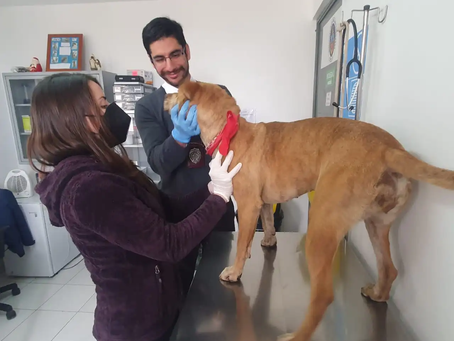 ¡Indignación en Antofagasta por nuevo caso de maltrato animal! 😡🐾