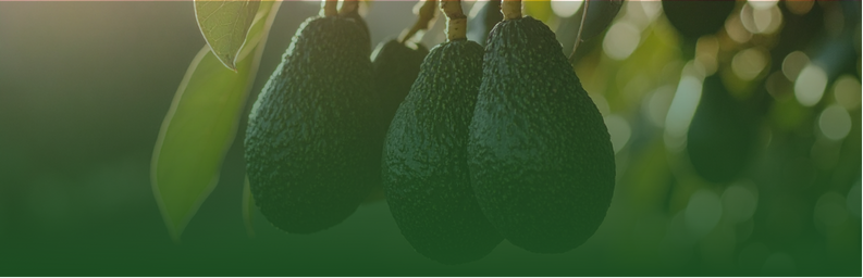 Seed Deck - Cooling Crops (2).png
