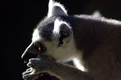 Wildlife filmmaking