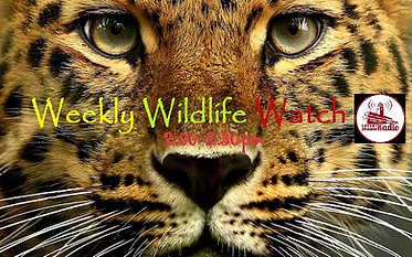 Weekly wildife watch tania esteban