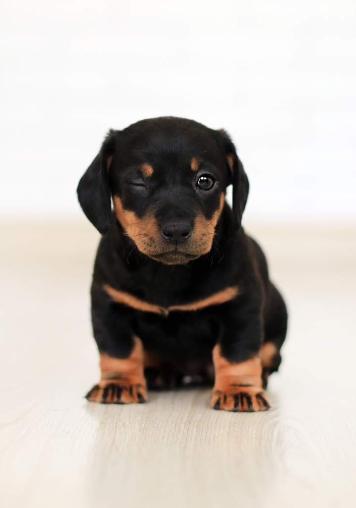 Foto do escritor: pulsocanino