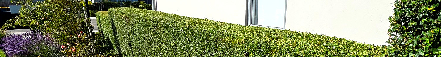Hedge trimmed in rolleston