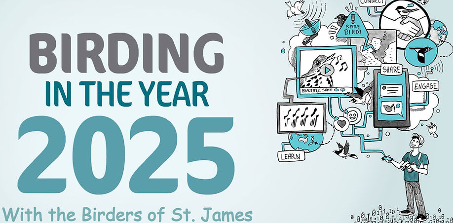 Birding in 2025