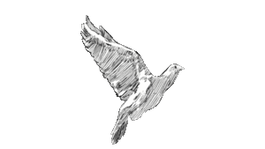 image of a bird flying