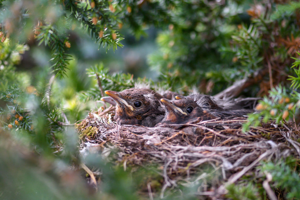Baby birds in nest