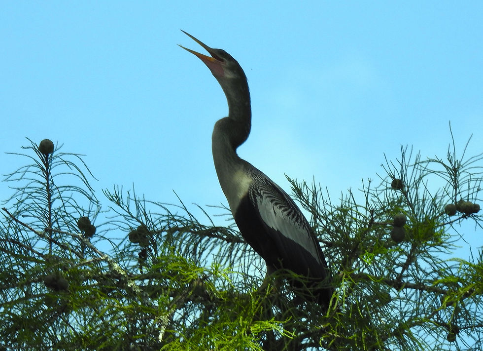 American Anhinga