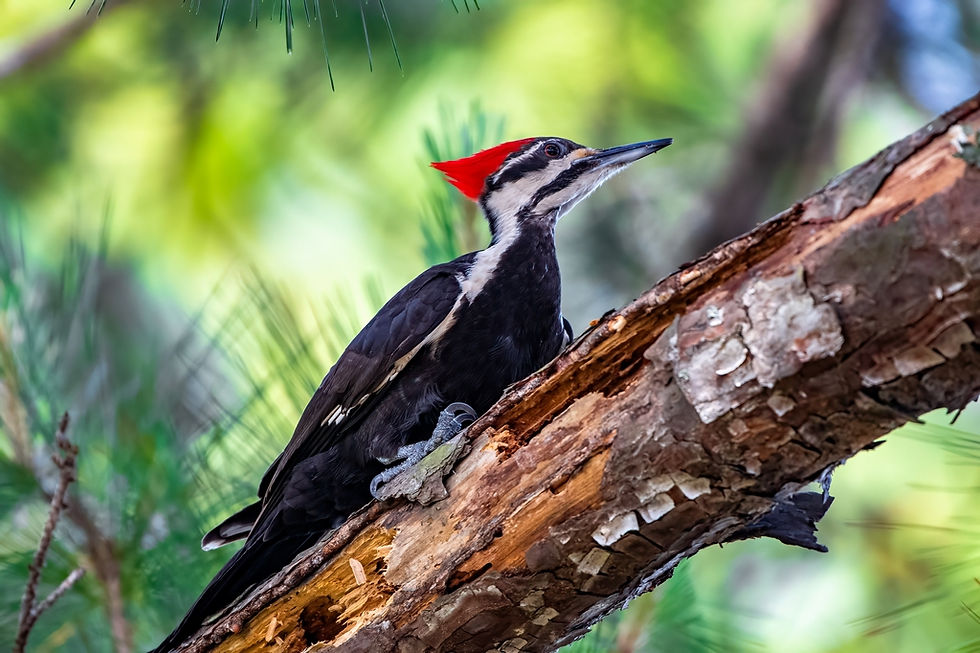 Pileated Woodpecker