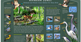 Riparian zones in coastal North Carolina.