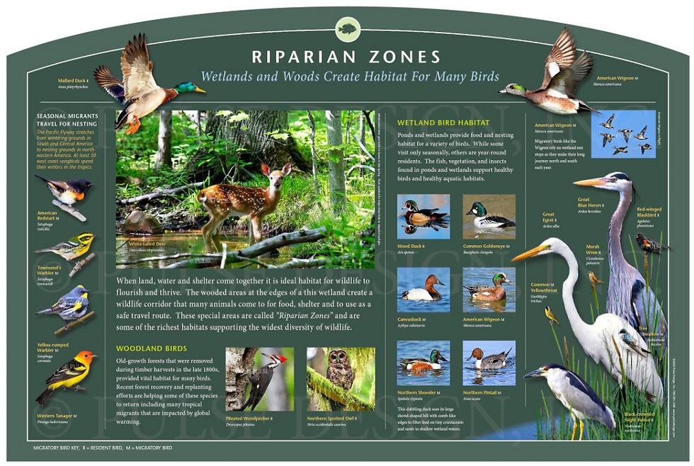 Riparian zones in coastal North Carolina.