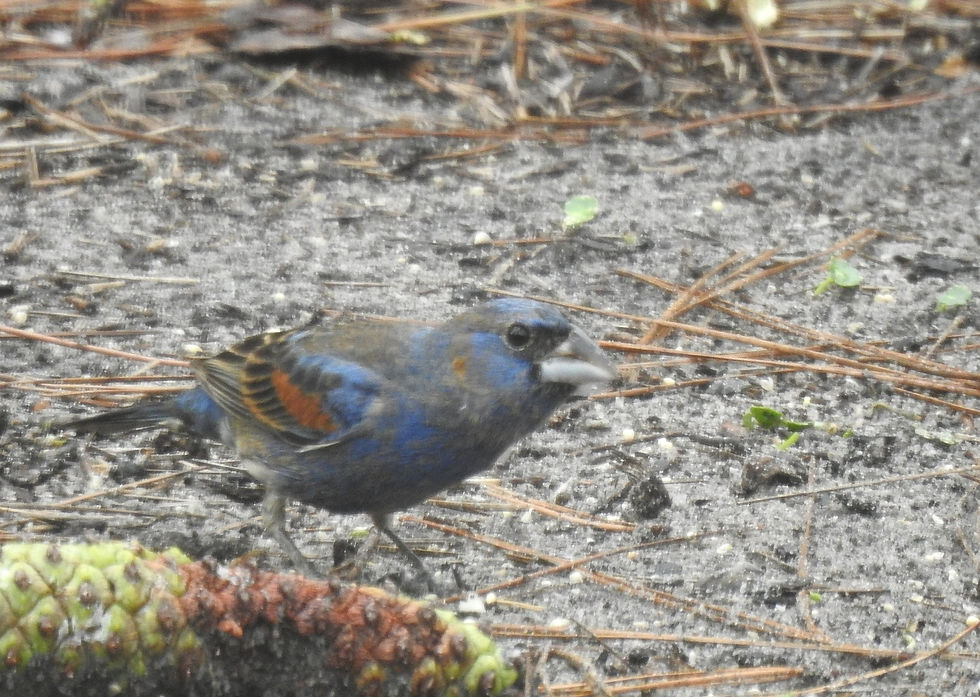 Blue Grosbeak