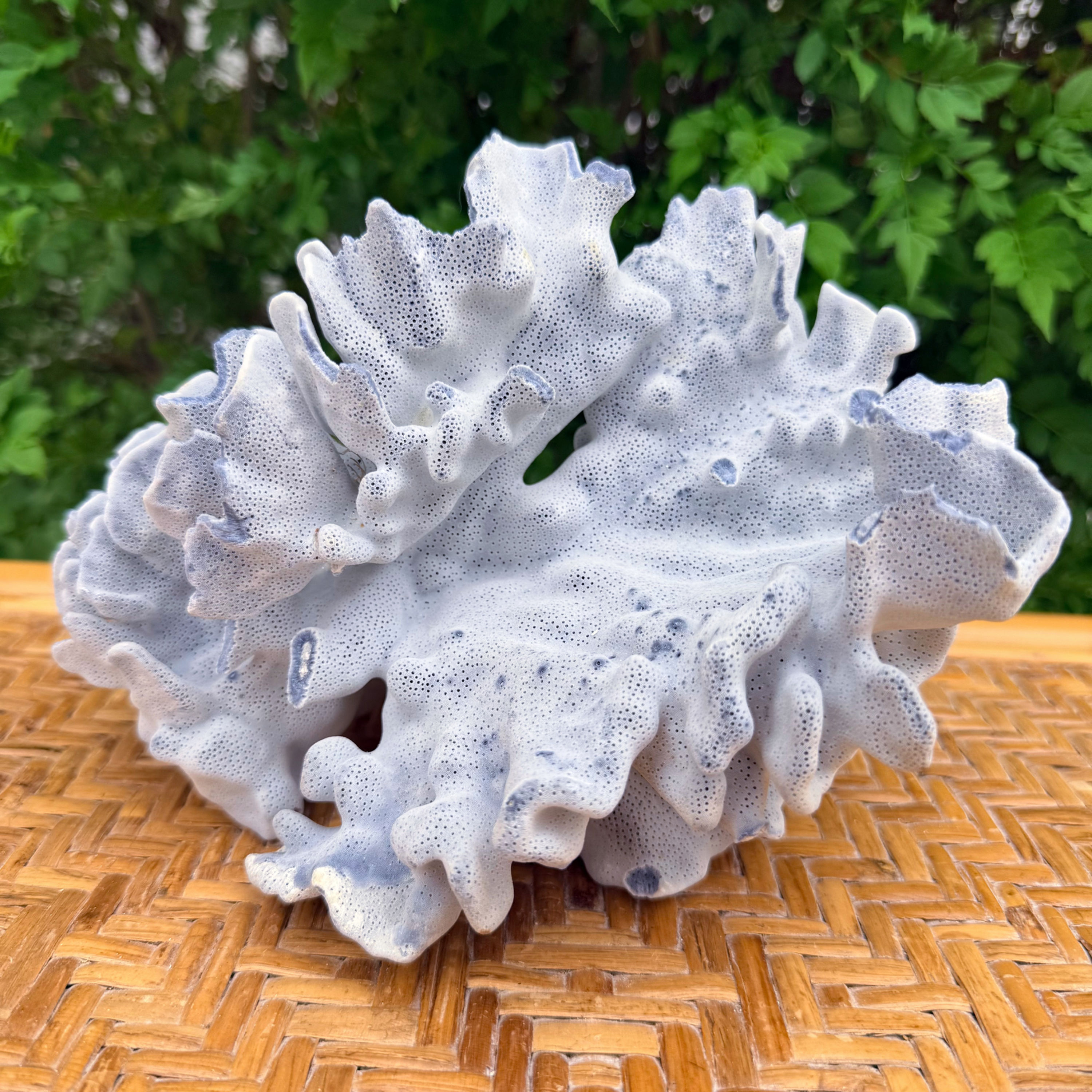 Natural Blue Coral Specimen | Decorative Reef Coral Display | 9.5"