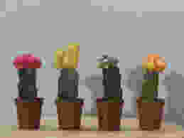 images.jpeg