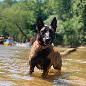 Dog training