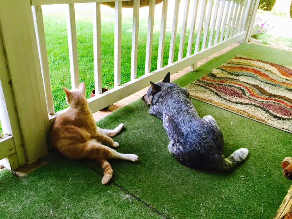 Teaching dogs