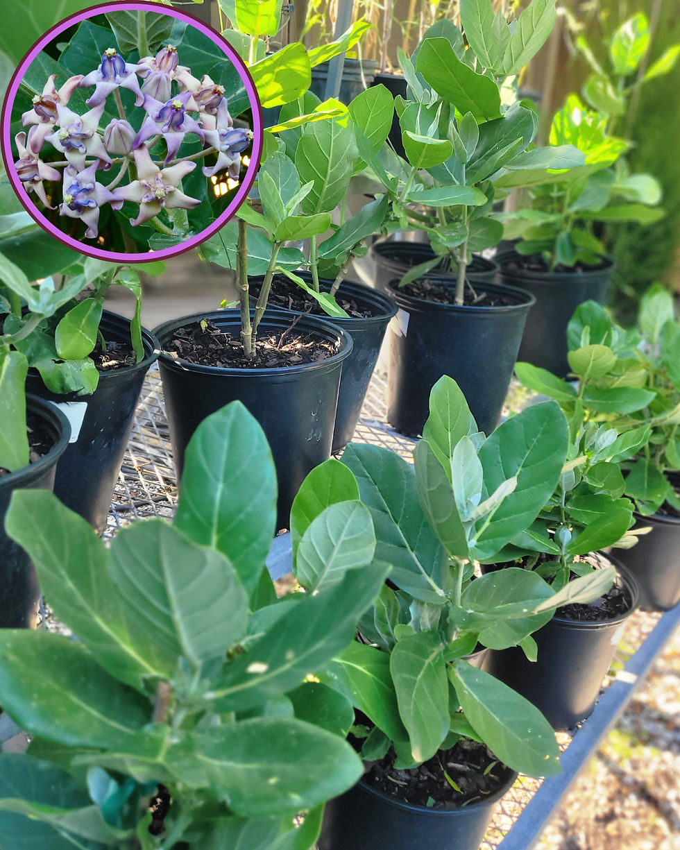 Thumbnail: Giant Milkweed/Calotropsis gigantea -3gal