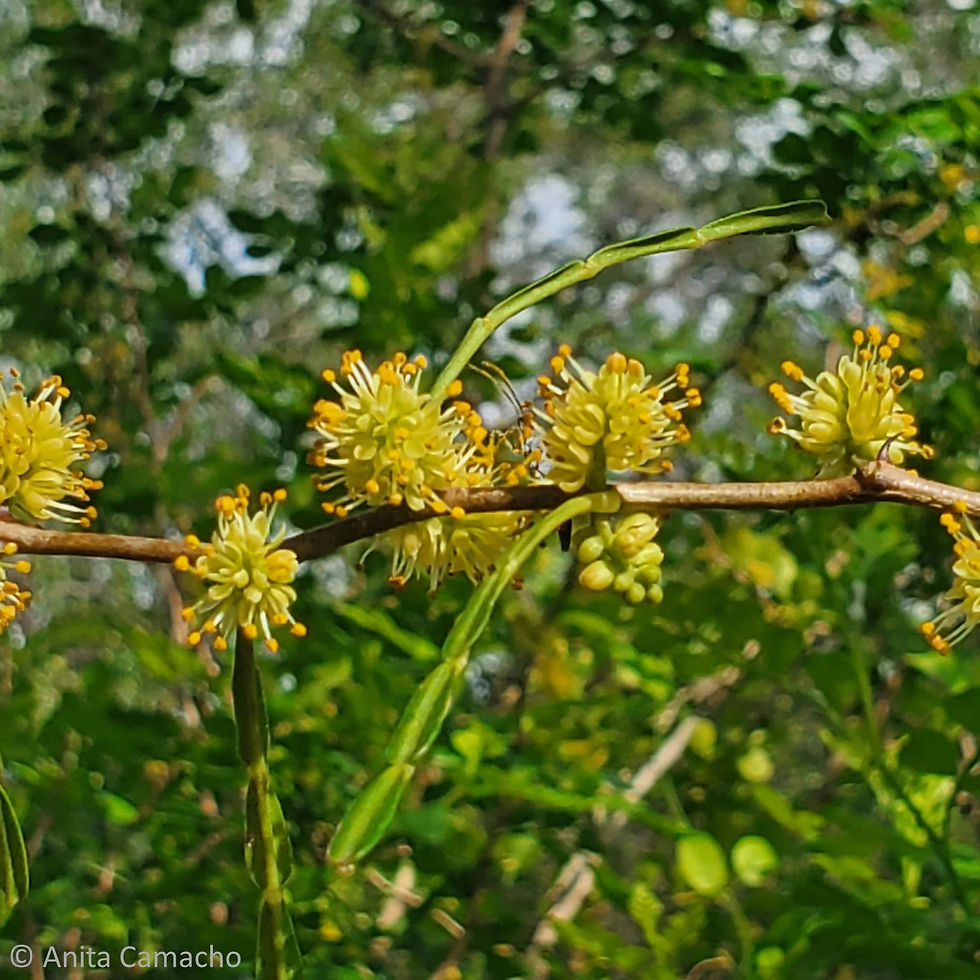 Thumbnail: Wild Lime (Zanthoxylum fagara) - 3gal