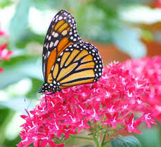 Thumbnail: 🌼 Deluxe Butterfly Garden (10x10 ft)