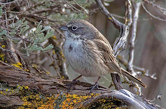 Sagebrush Sparrow - LUmthun