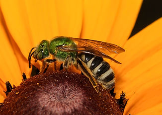 Bicolored Striped Sweat Bee.jpg